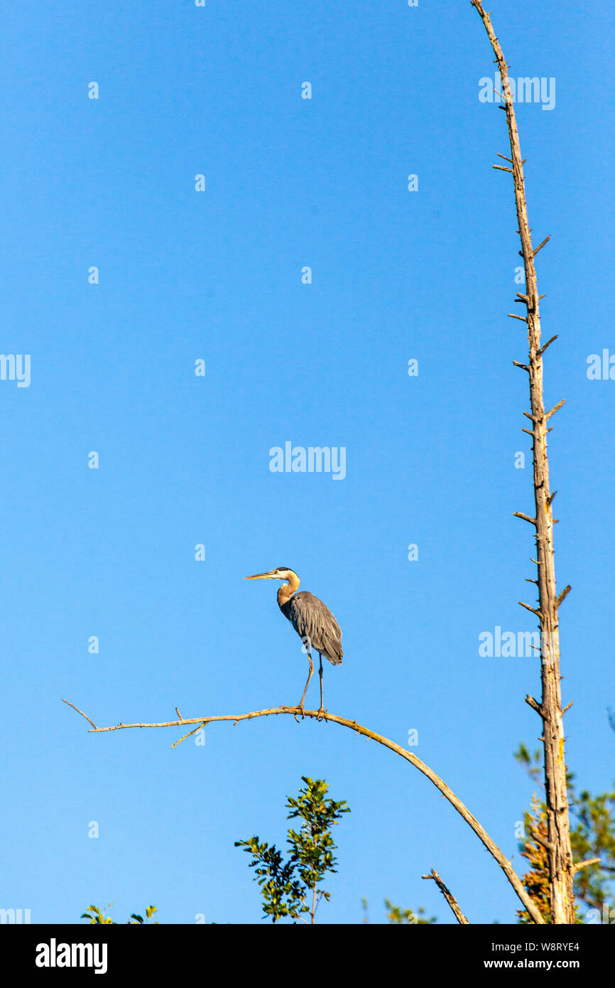 Great blue heron perched in a dead tree against a blue sky with copy space. Stock Photo
