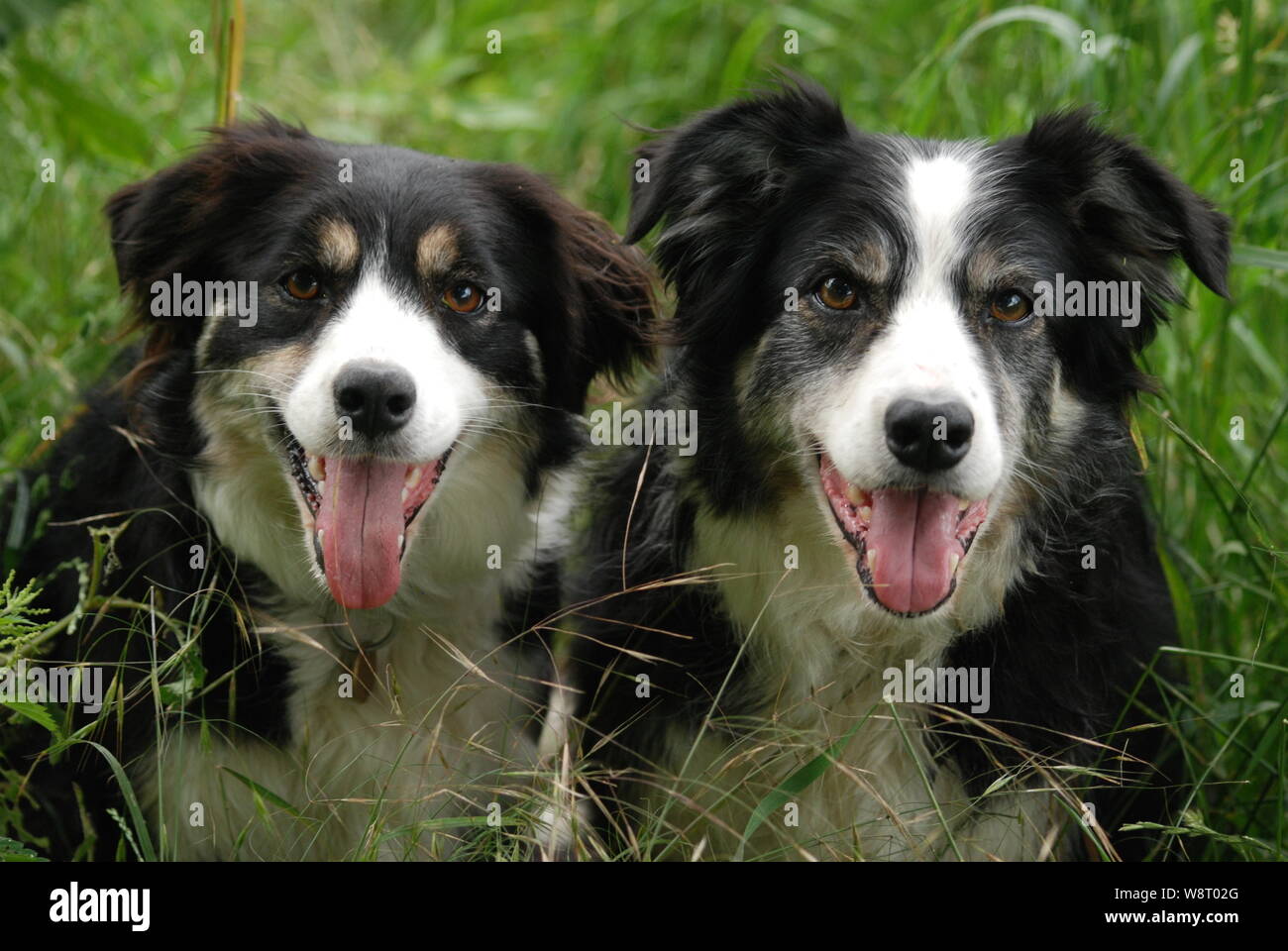 Tri Coloured Border Collie Hi res Stock Photography And Images Alamy