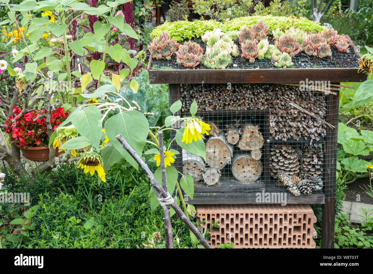 Bee-friendly garden insect hotel, a box made from old cones, tree trunk, bricks and with succulents growing on the roof in a garden bee hotel Stock Photo