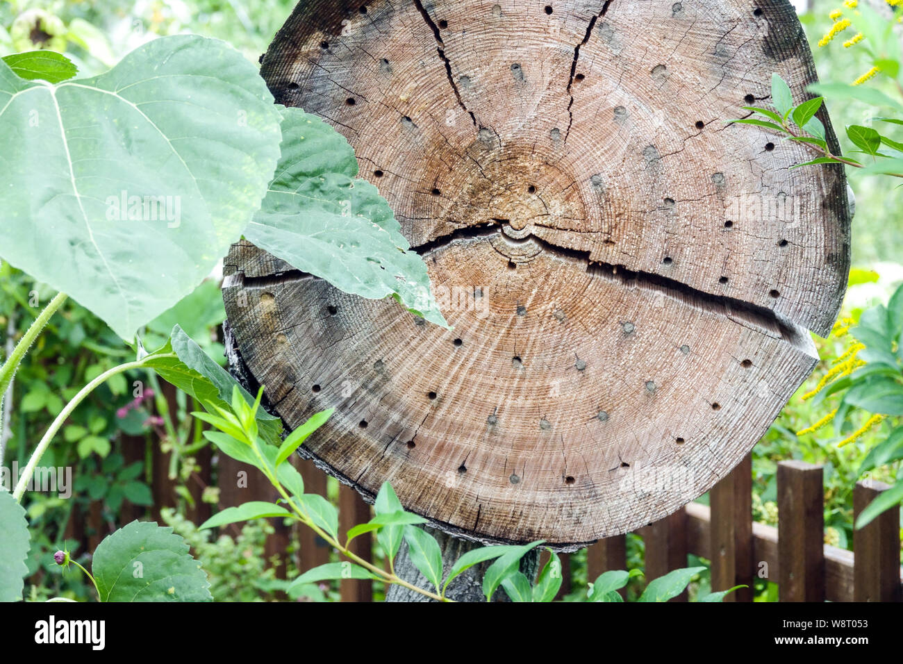 Garden insect hotel made from old tree trunk cross-section for solitary bees, garden fence, drilled wood Stock Photo