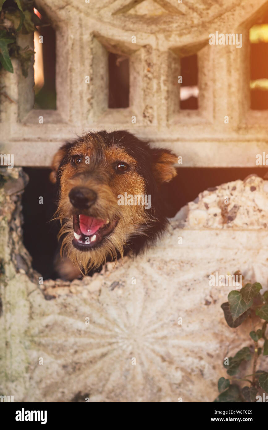 Peeking through fence hires stock photography and images Alamy