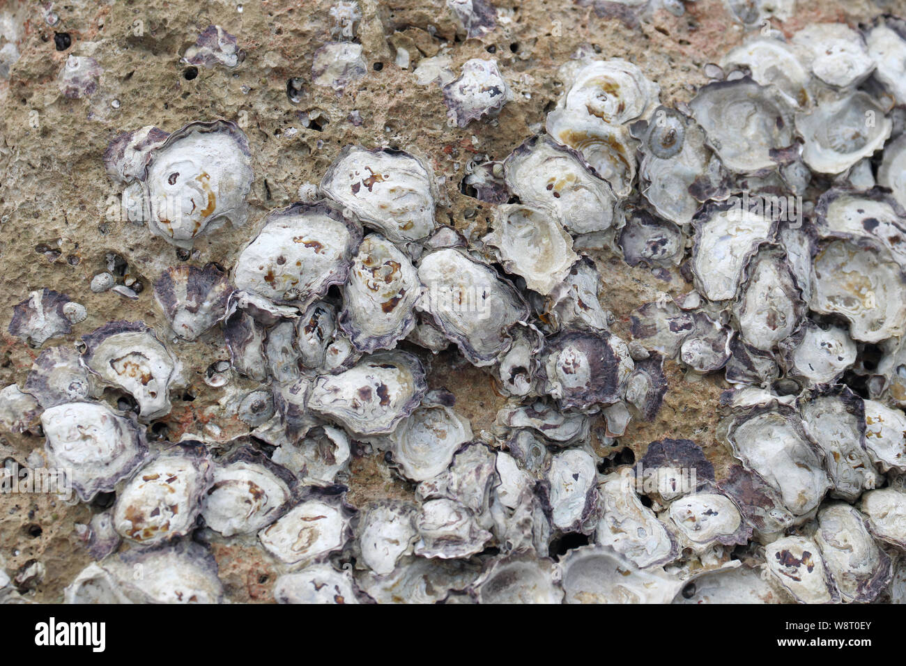 Rock oyster in the nature embedded on the rock Stock Photo