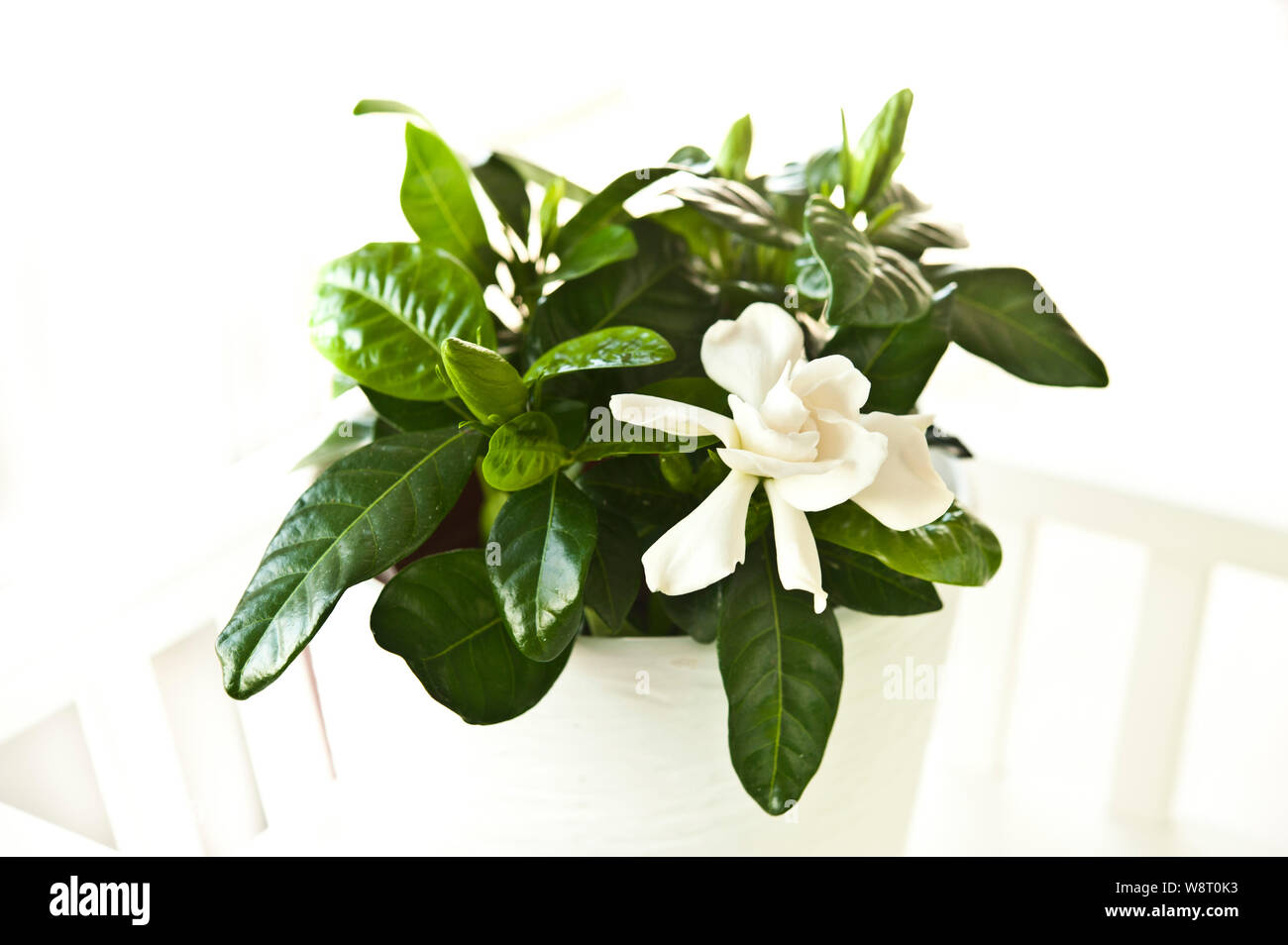 Gardenia Jasminoides flowering plant in vase with white flowers blooming Stock Photo