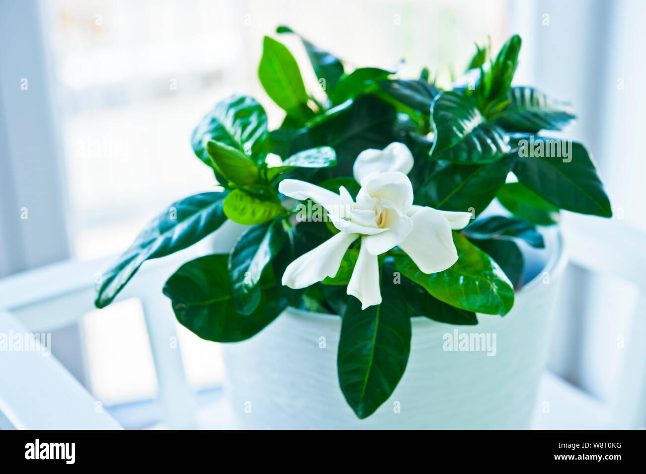 Gardenia Jasminoides flowering plant in vase with white flowers blooming Stock Photo