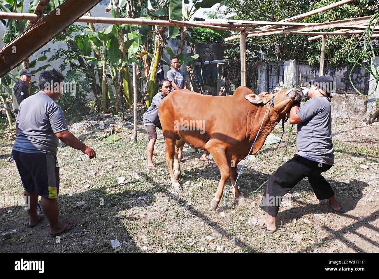 Some men are trying to catch a cow that run away from an animal husbandry. Stock Photo