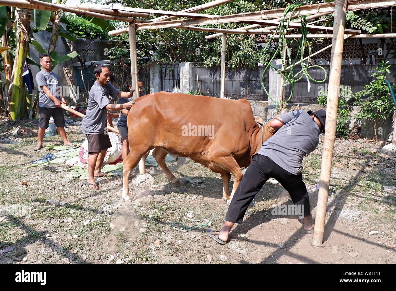 Some men are trying to catch a cow that run away from an animal husbandry. Stock Photo