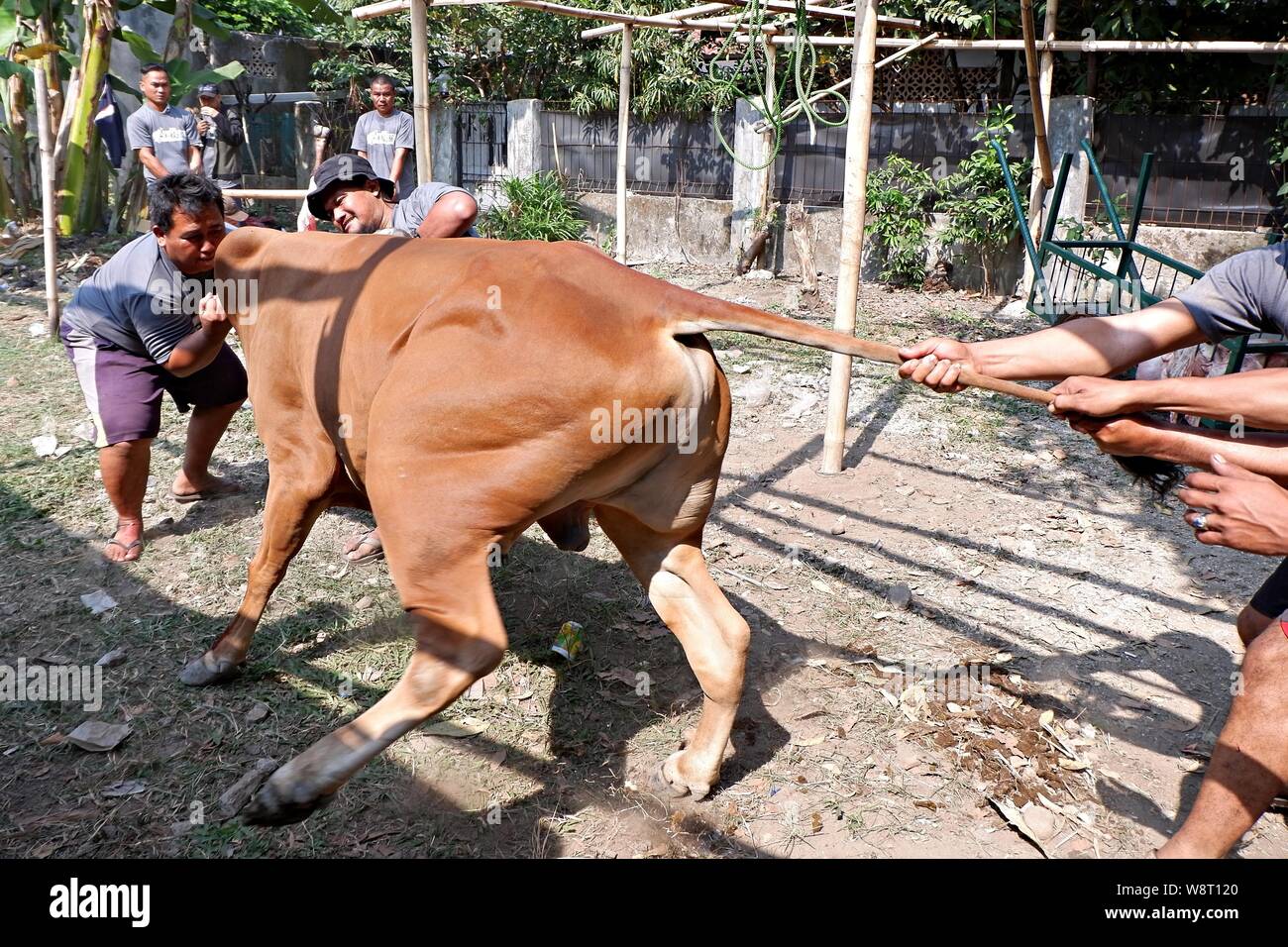 Some men are trying to catch a cow that run away from an animal husbandry. Stock Photo