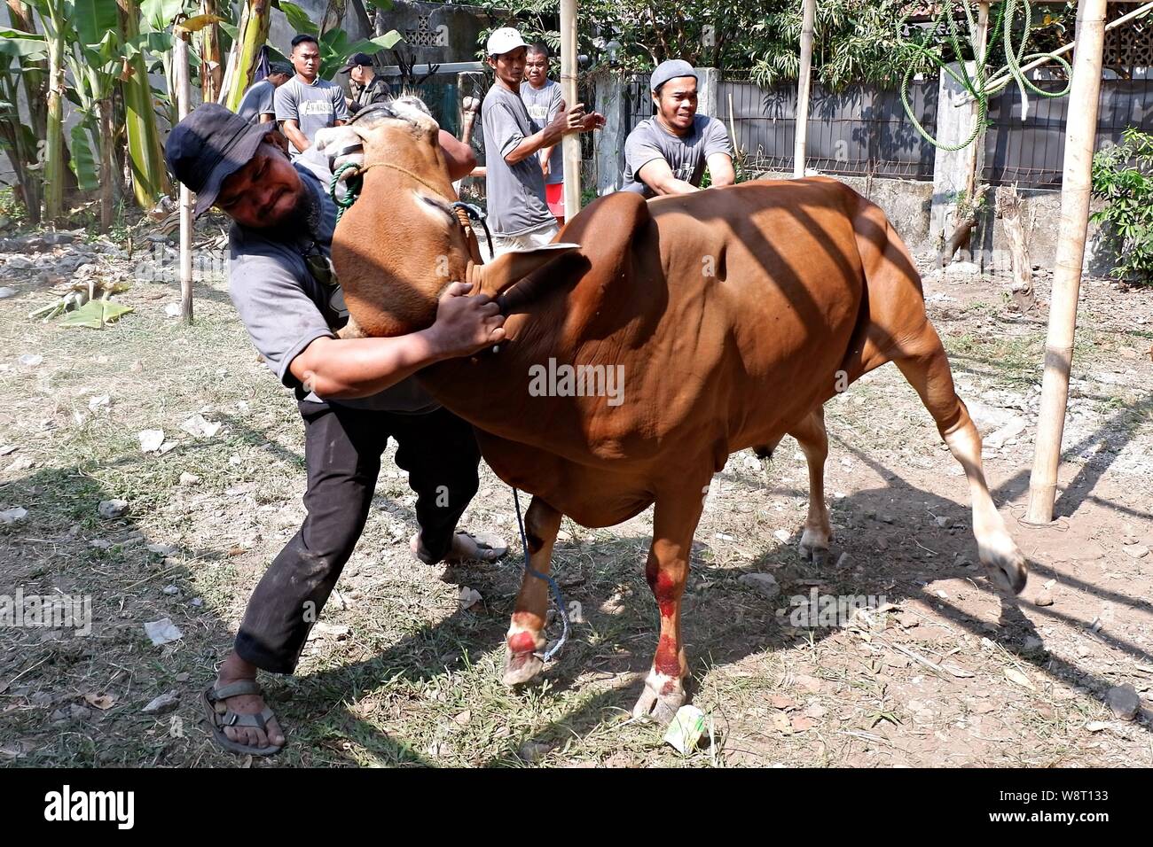 Some men are trying to catch a cow that run away from an animal husbandry. Stock Photo