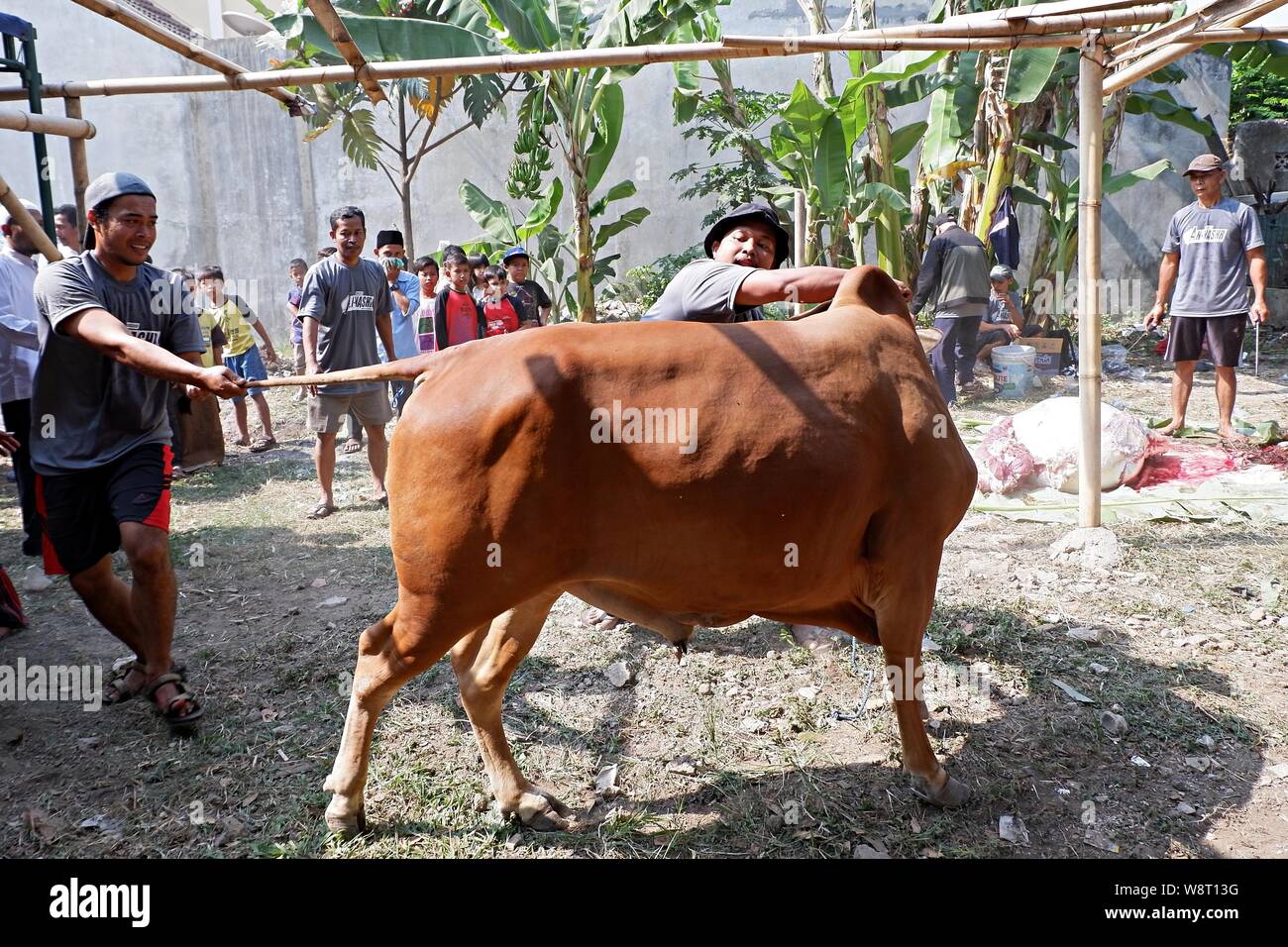 Some men are trying to catch a cow that run away from an animal husbandry. Stock Photo