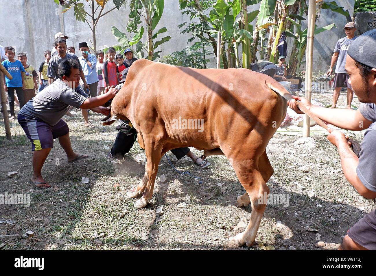 Some men are trying to catch a cow that run away from an animal husbandry. Stock Photo