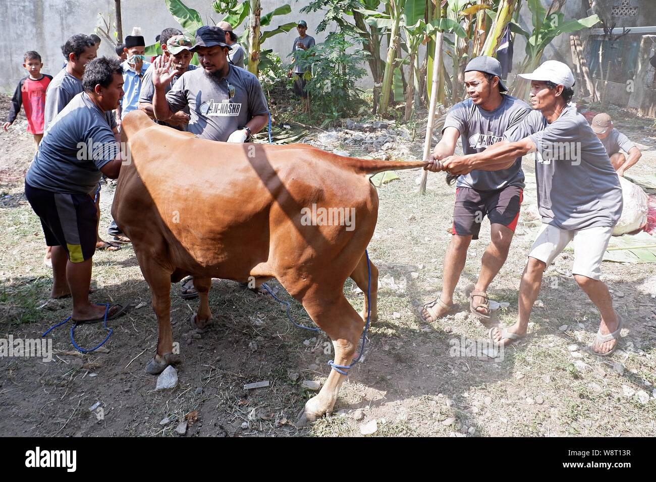 Some men are trying to catch a cow that run away from an animal husbandry. Stock Photo