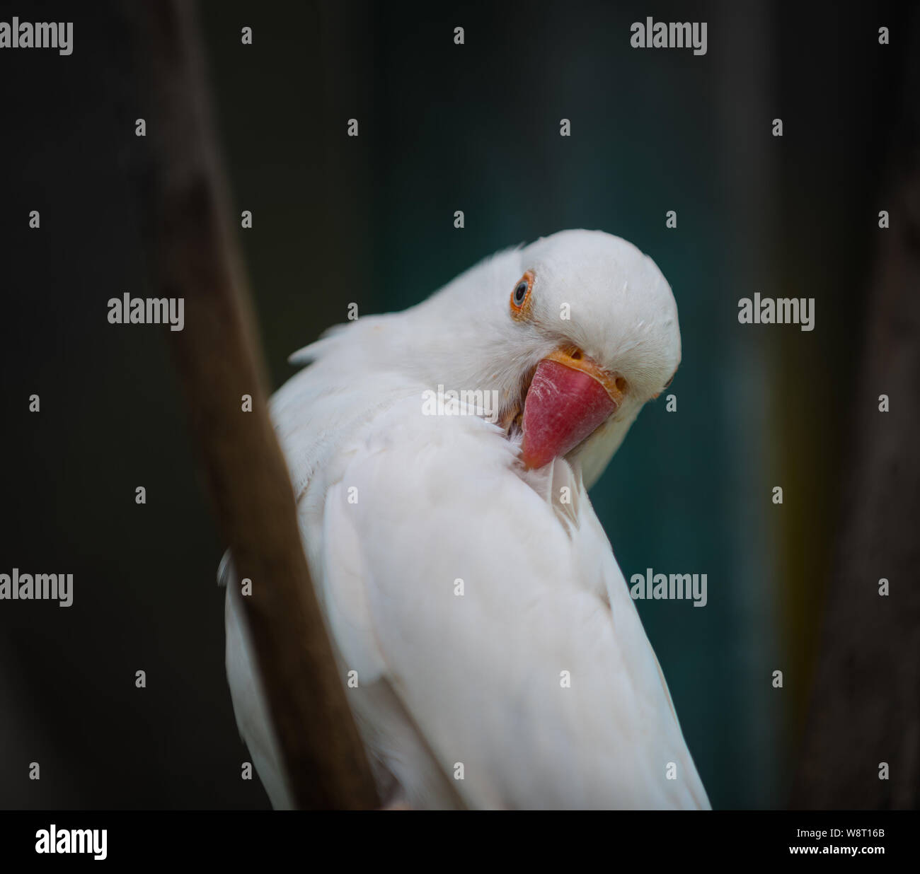 Indian ring necked parakeet hi-res stock photography and images - Alamy