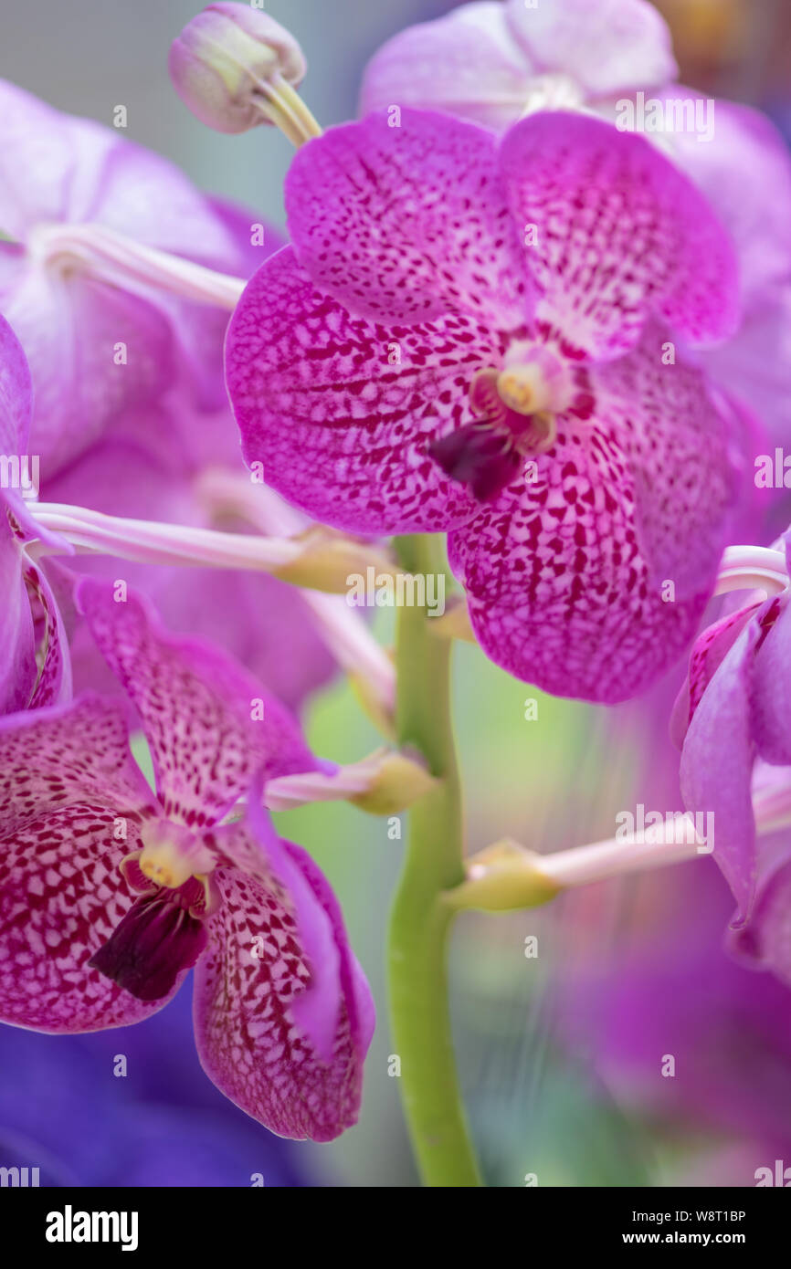 Ascocenda, hybrid orchids genus, Ascocenda Princess Mikasa Pink Stock Photo
