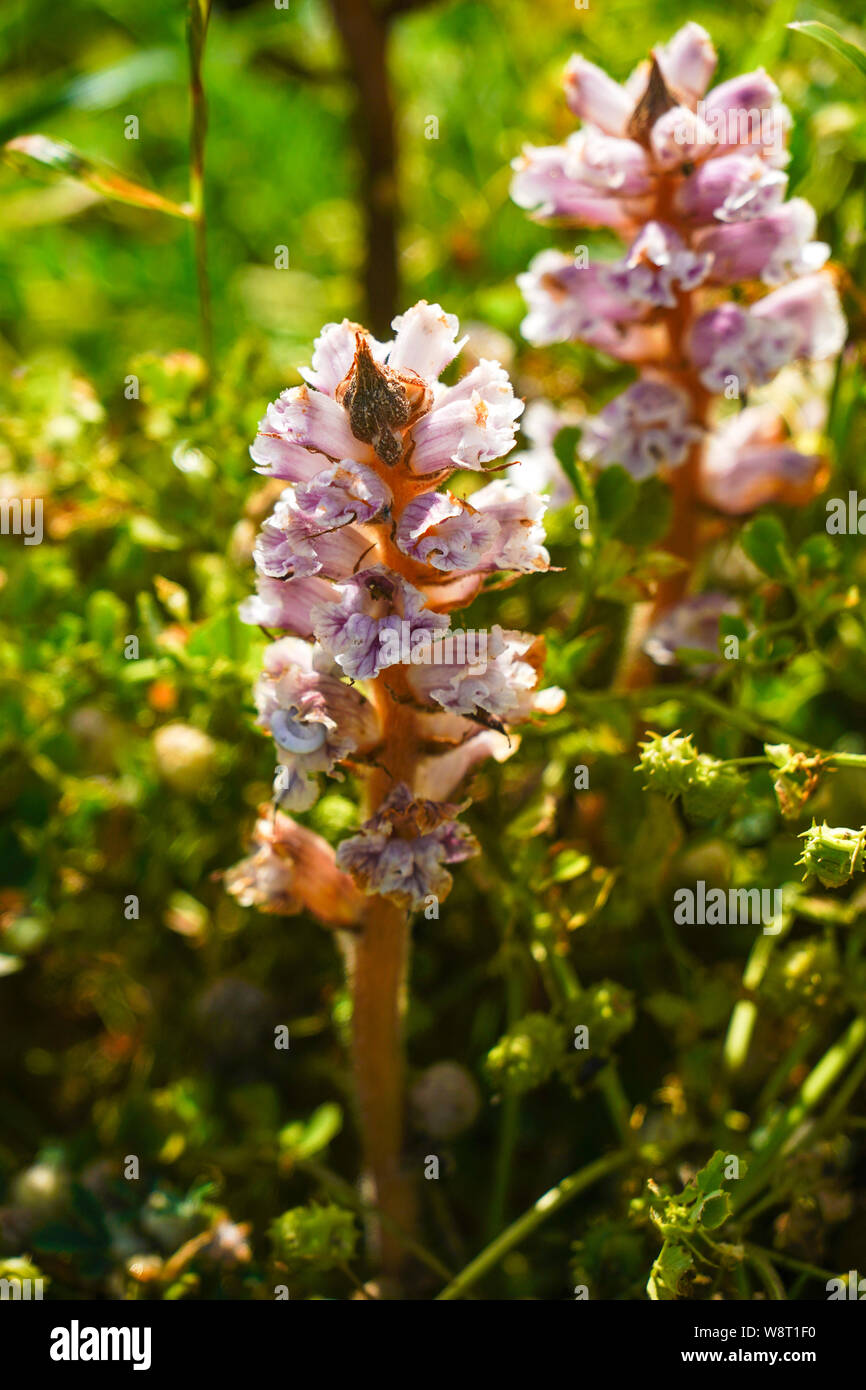 Wild flower photographed at Tel Apollonia, on the Mediterranean Coast, Herzliya, Israel in Spring, April Stock Photo