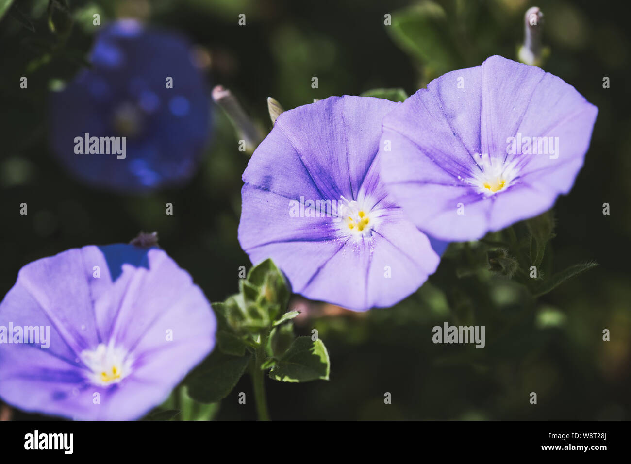 Macro of Ground Morning Glory flower -Convolvulus sabatius ssp Mauritanicus Stock Photo