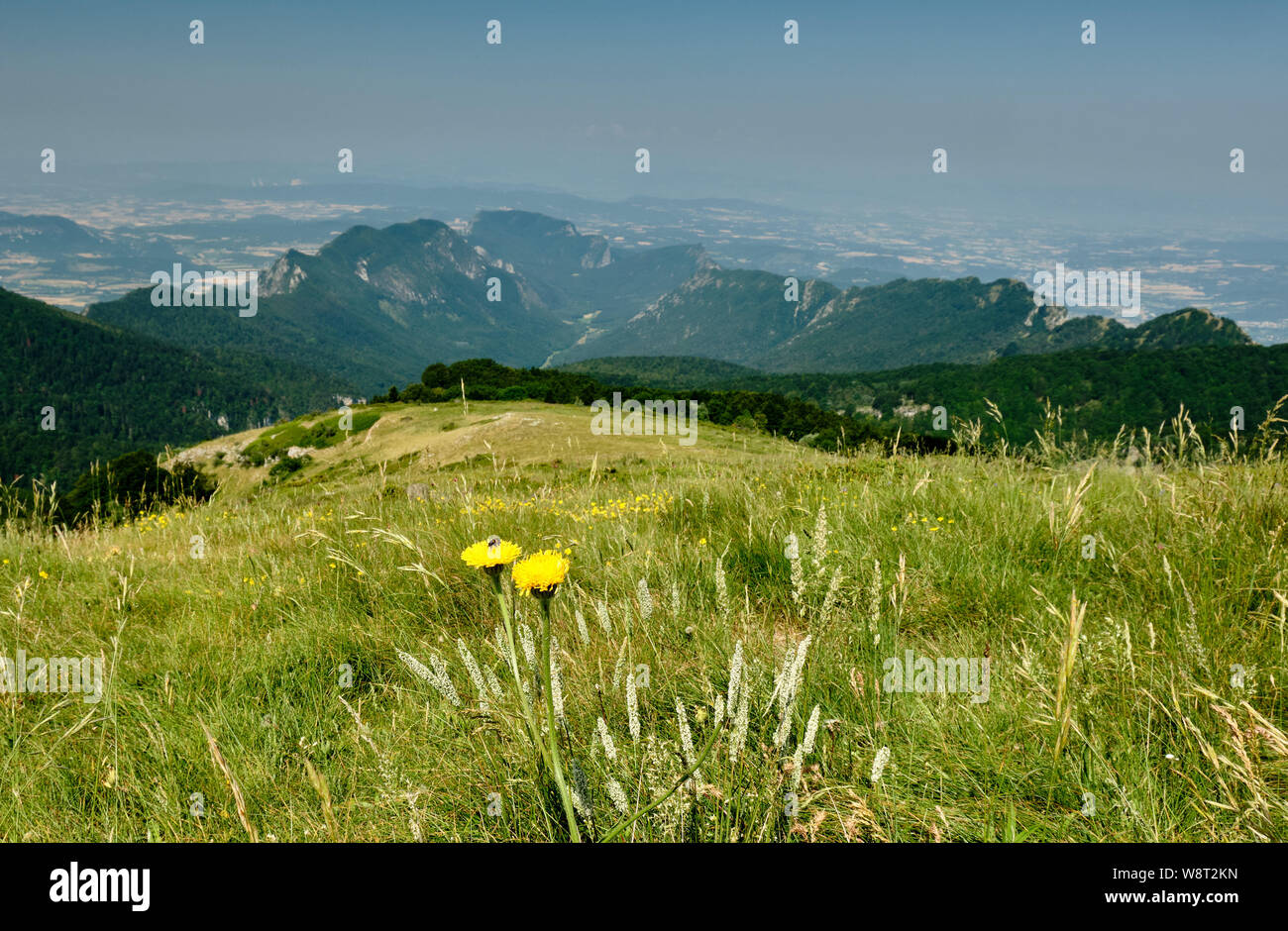 A meadow flower on Les Trois Becs, France. In the background is the bowl-shaped forest of Saou, one of Europe's best examples of a perched syncline. Stock Photo