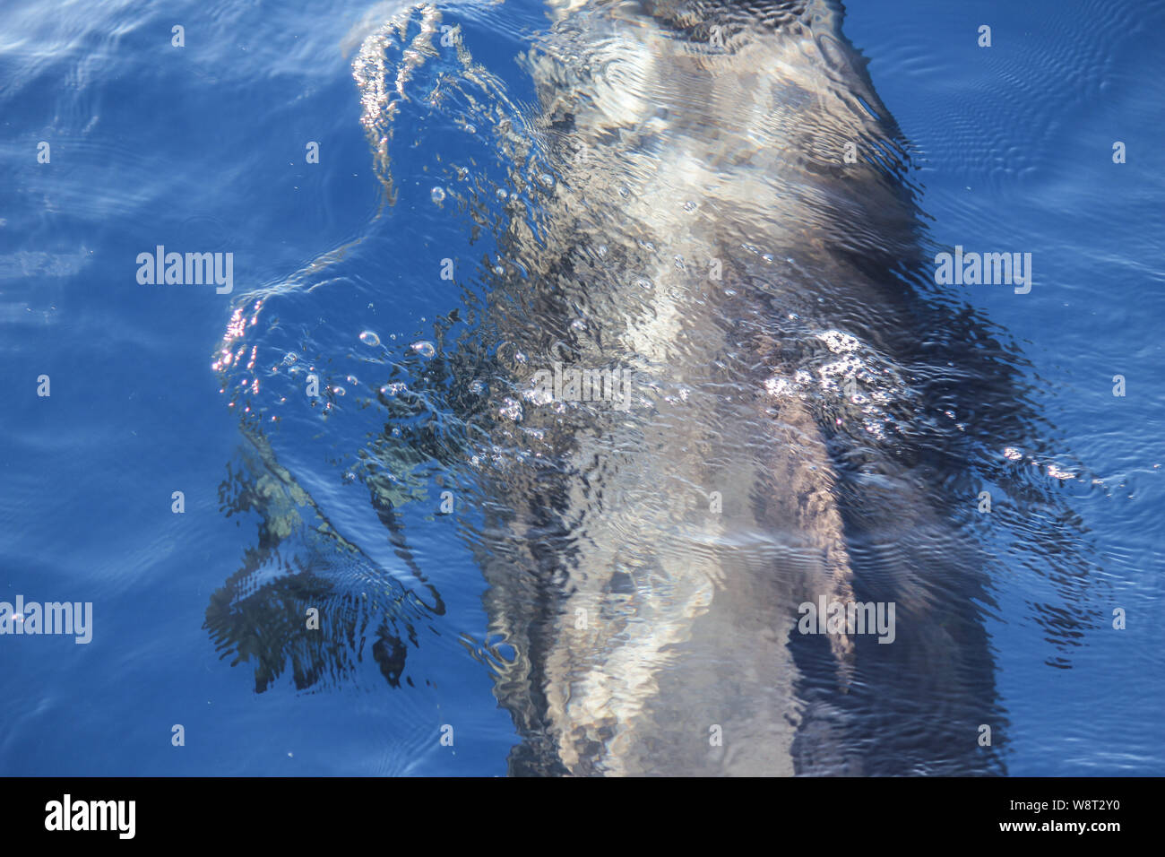 Pilot whales (Globicephala melas) in the atlantic ocean at canary island tenerife Stock Photo