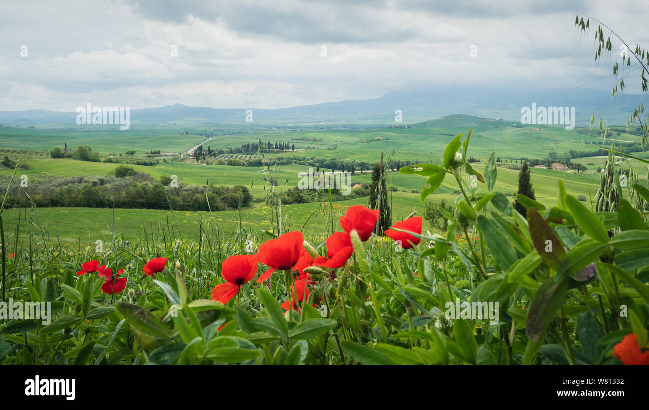Tuscany farmhouse poppies hi-res stock photography and images - Alamy