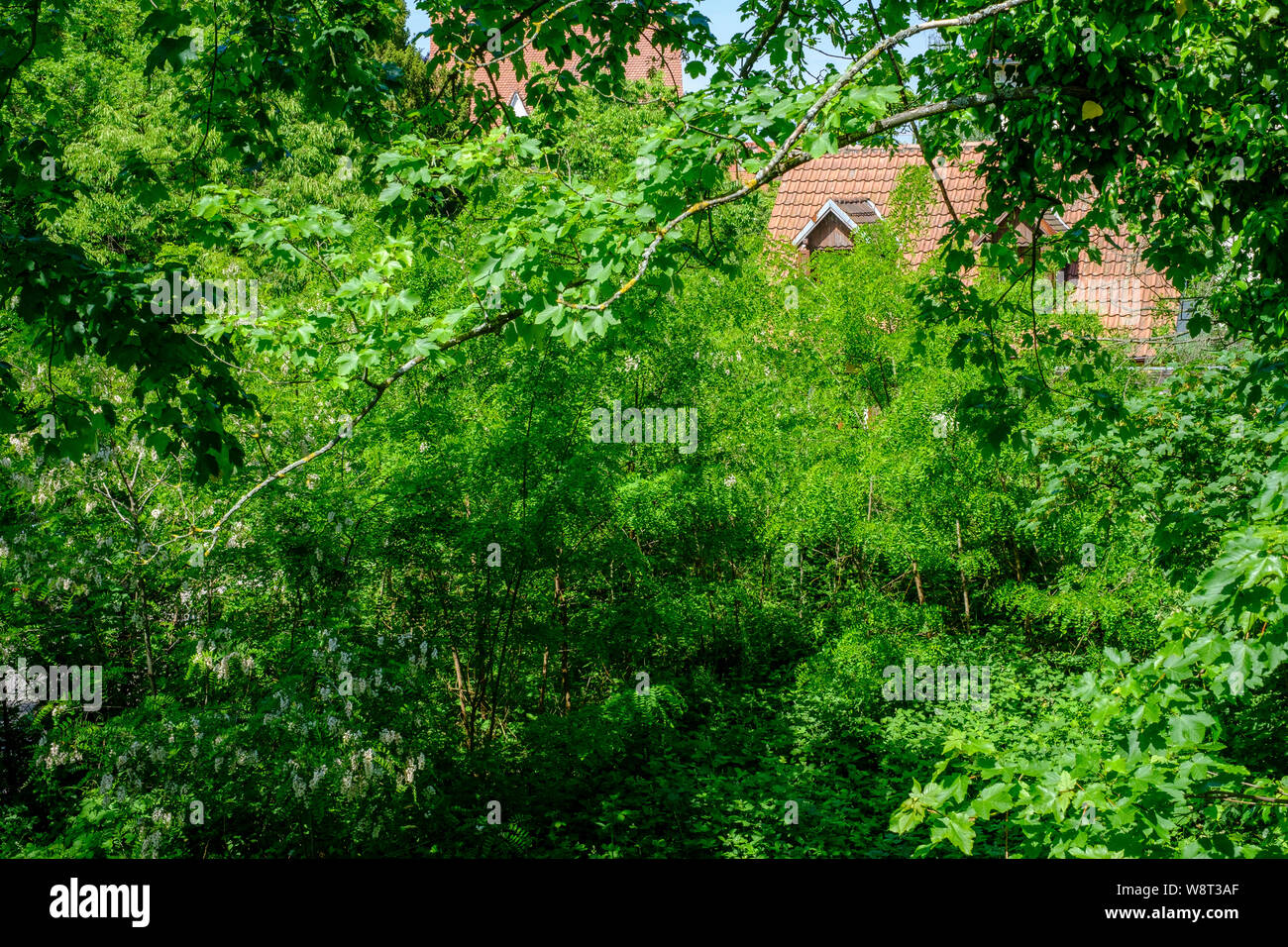 Green wild garden, house's roof, Strasbourg, Alsace, France, Europe, Stock Photo