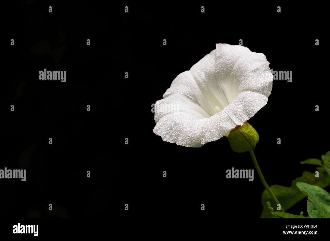 Black And White Bindweed High Resolution Stock Photography and Images ...