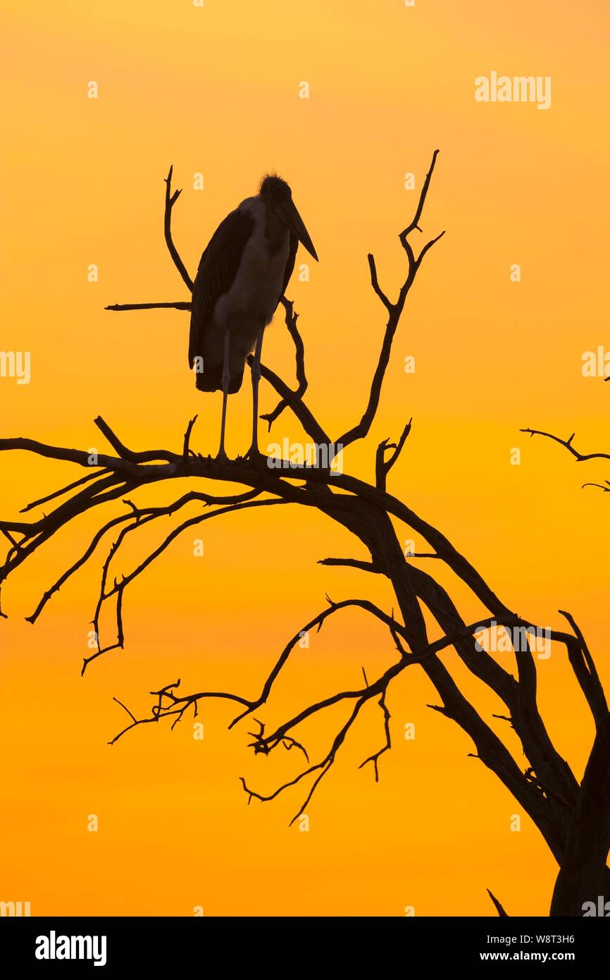 Silhouette of a Marabou stork (Leptoptilos crumeniferus) on a dead tree at sunset, Masai Mara National Reserve, Kenya Stock Photo