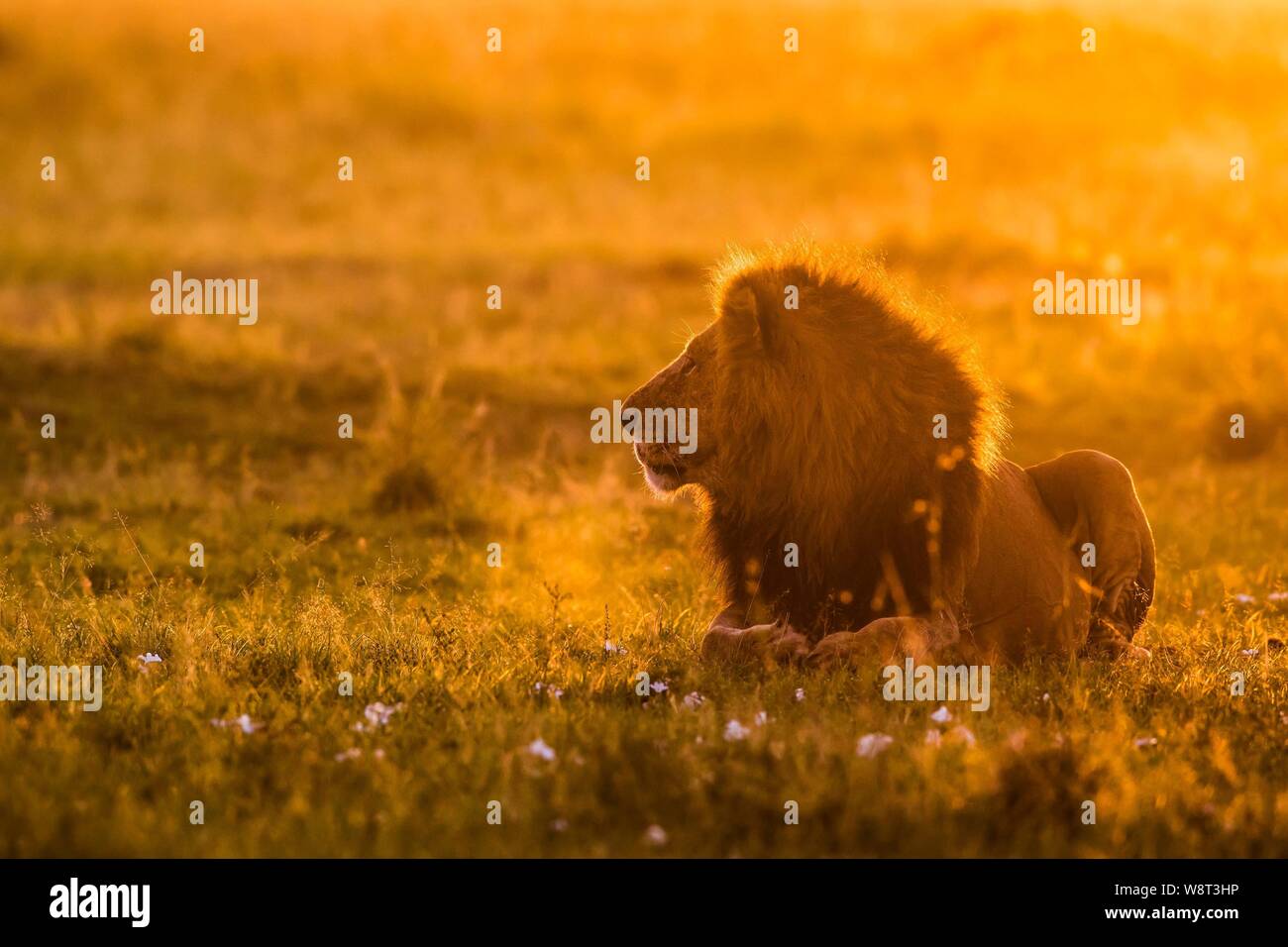 Male lion sunrise hi-res stock photography and images - Alamy