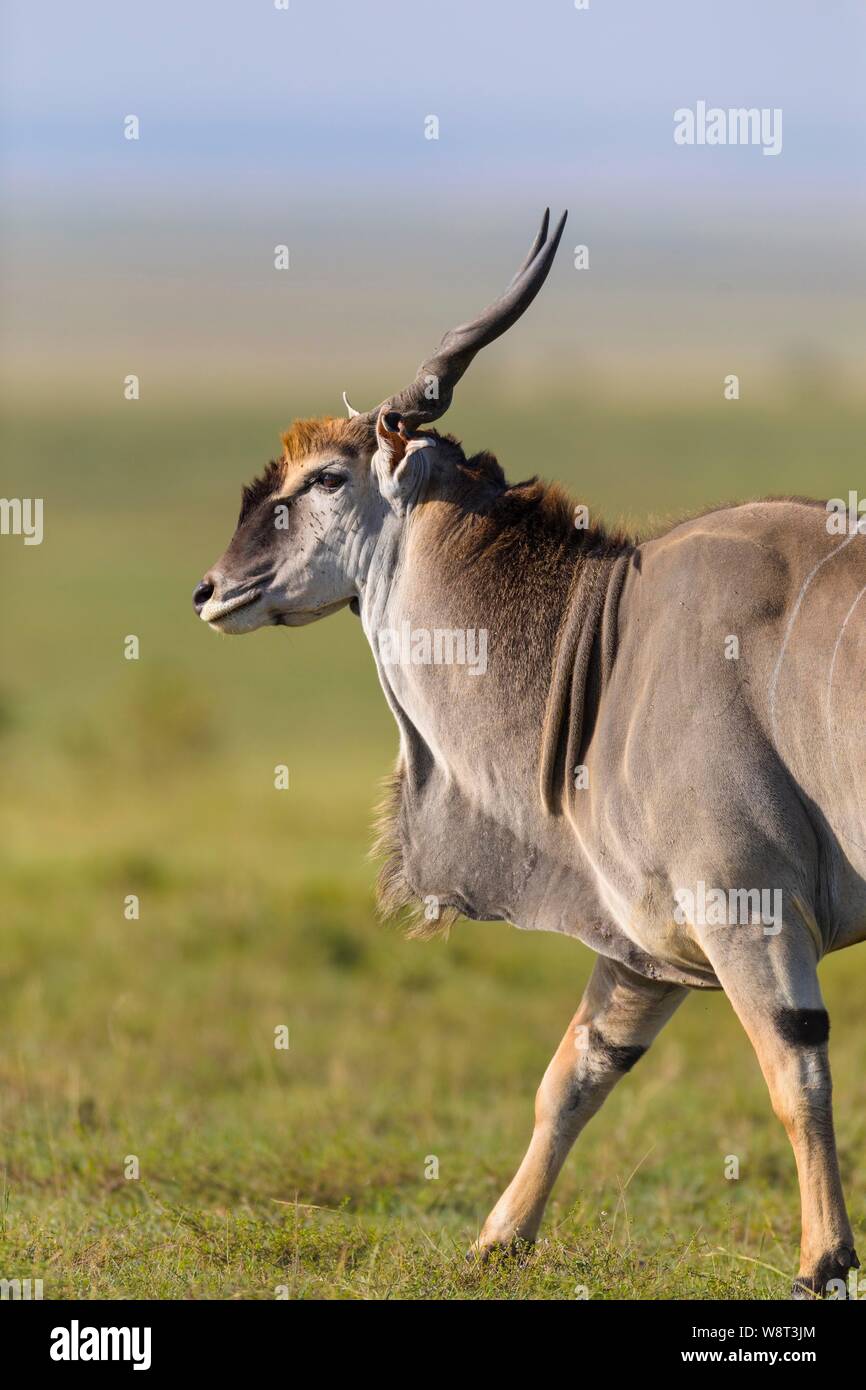 Common eland (Taurotragus oryx) in savanna, Masai Mara National Reserve ...