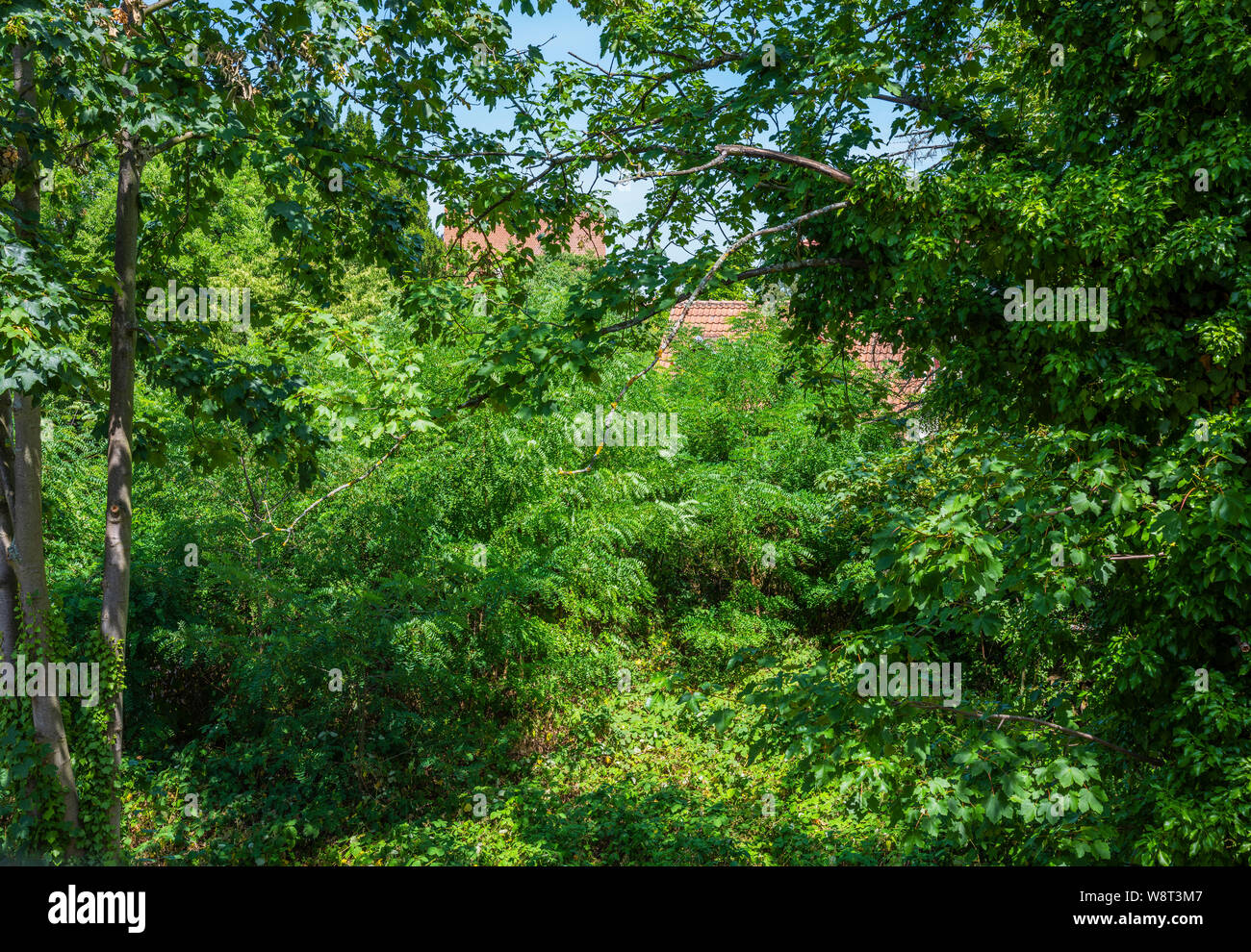 Suburban green wild garden, house's roof, Strasbourg, Alsace, France, Europe, Stock Photo