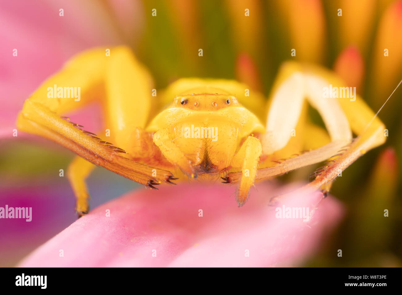 Flower Spider (UV color changing)
