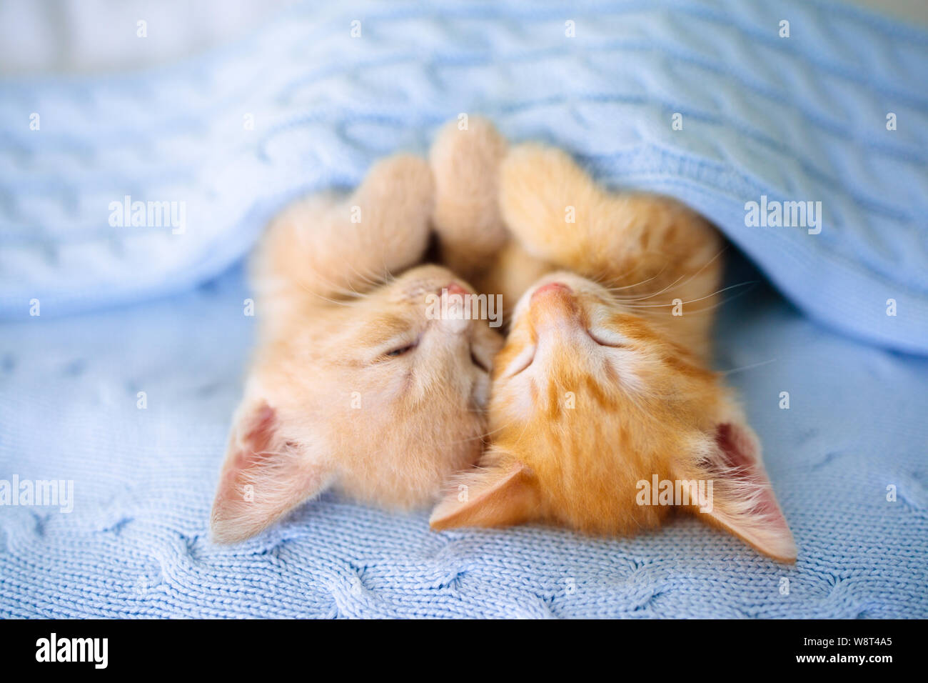 Baby cat sleeping. Ginger kitten on couch under knitted blanket. Two