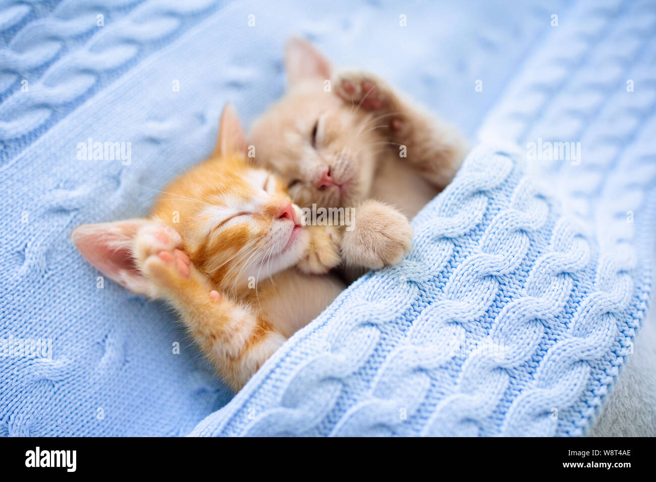Baby cat sleeping. Ginger kitten on couch under knitted blanket. Two cats cuddling and hugging. Domestic animal. Sleep and cozy nap time. Home pet. Yo Stock Photo