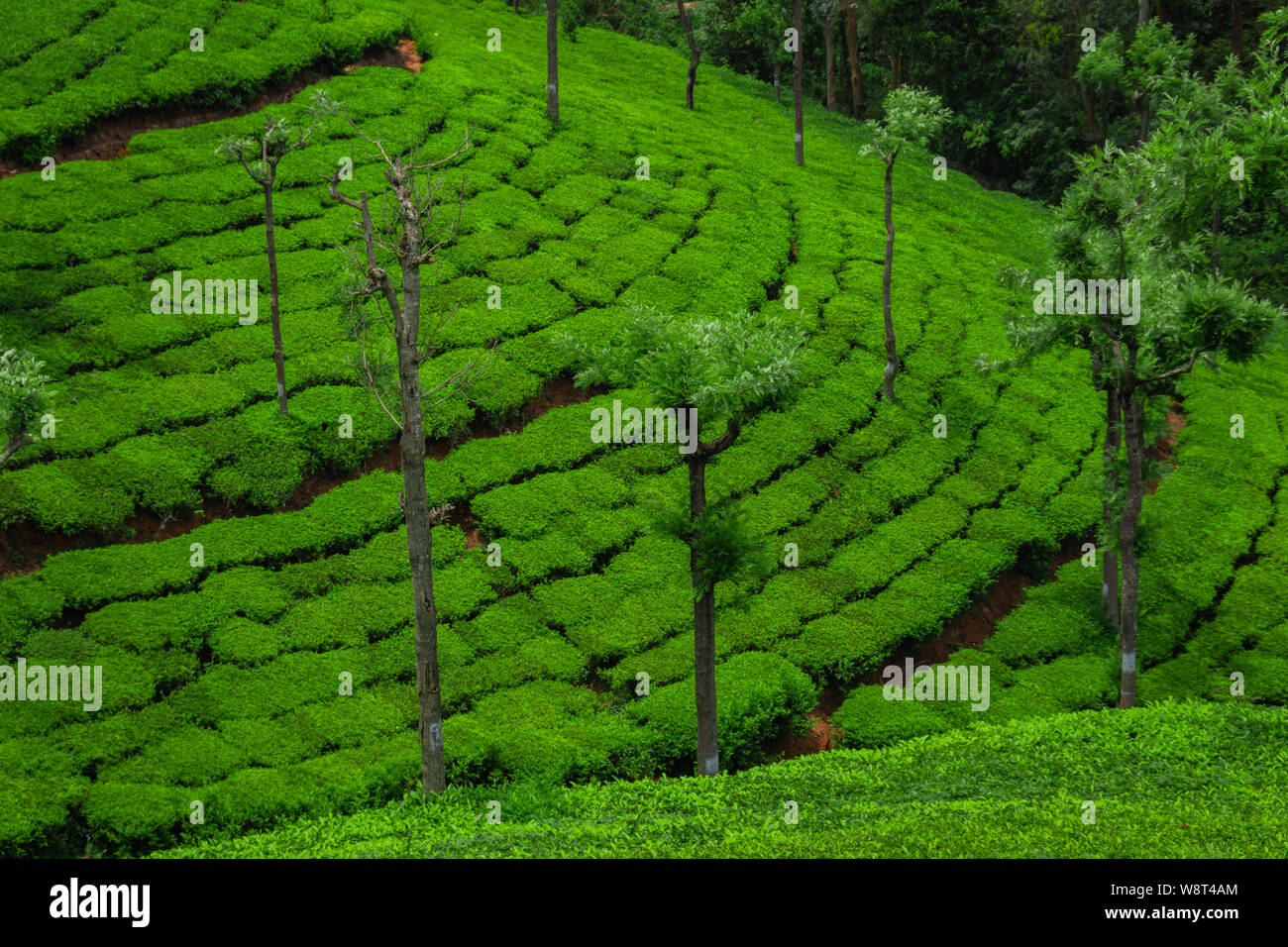 Tea gardens in the foothills of western ghat image take at India. The landscape is amazing with