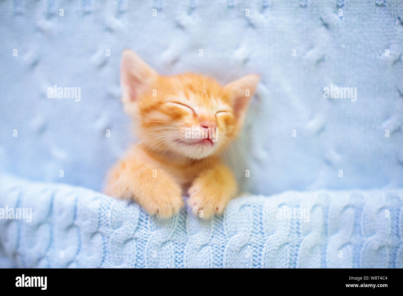 Baby cat sleeping. Ginger kitten on couch under knitted blanket. Domestic animal. Sleep and cozy nap time. Home pet. Young cats. Cute funny cats at ho Stock Photo