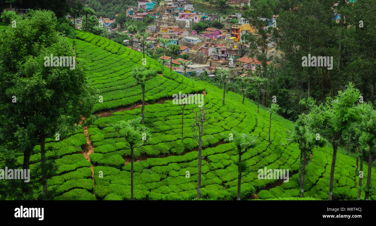 Tea gardens in the foothills of western ghat image take at India. The