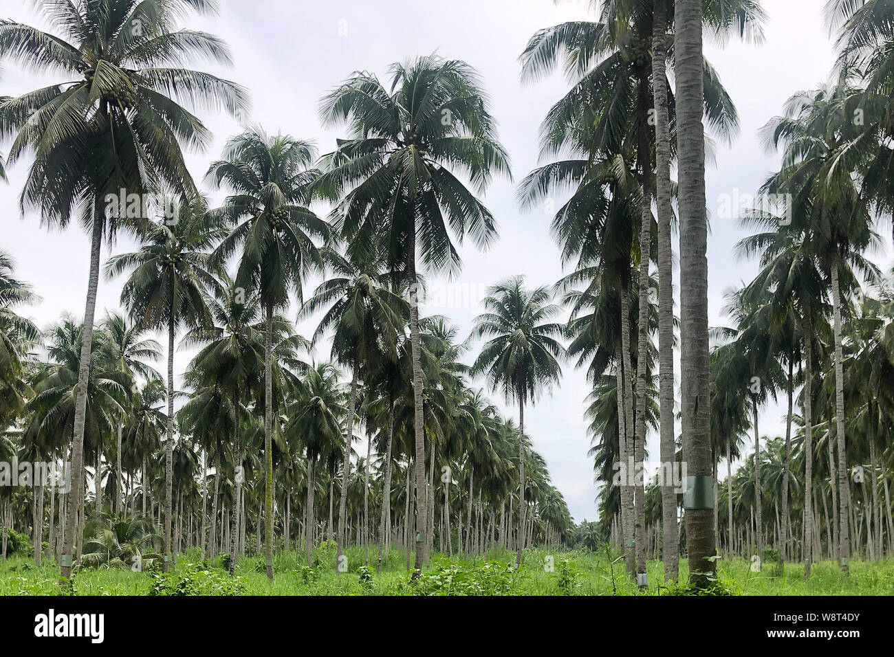 Coconut Plantation Philippines Stock Photos & Coconut Plantation