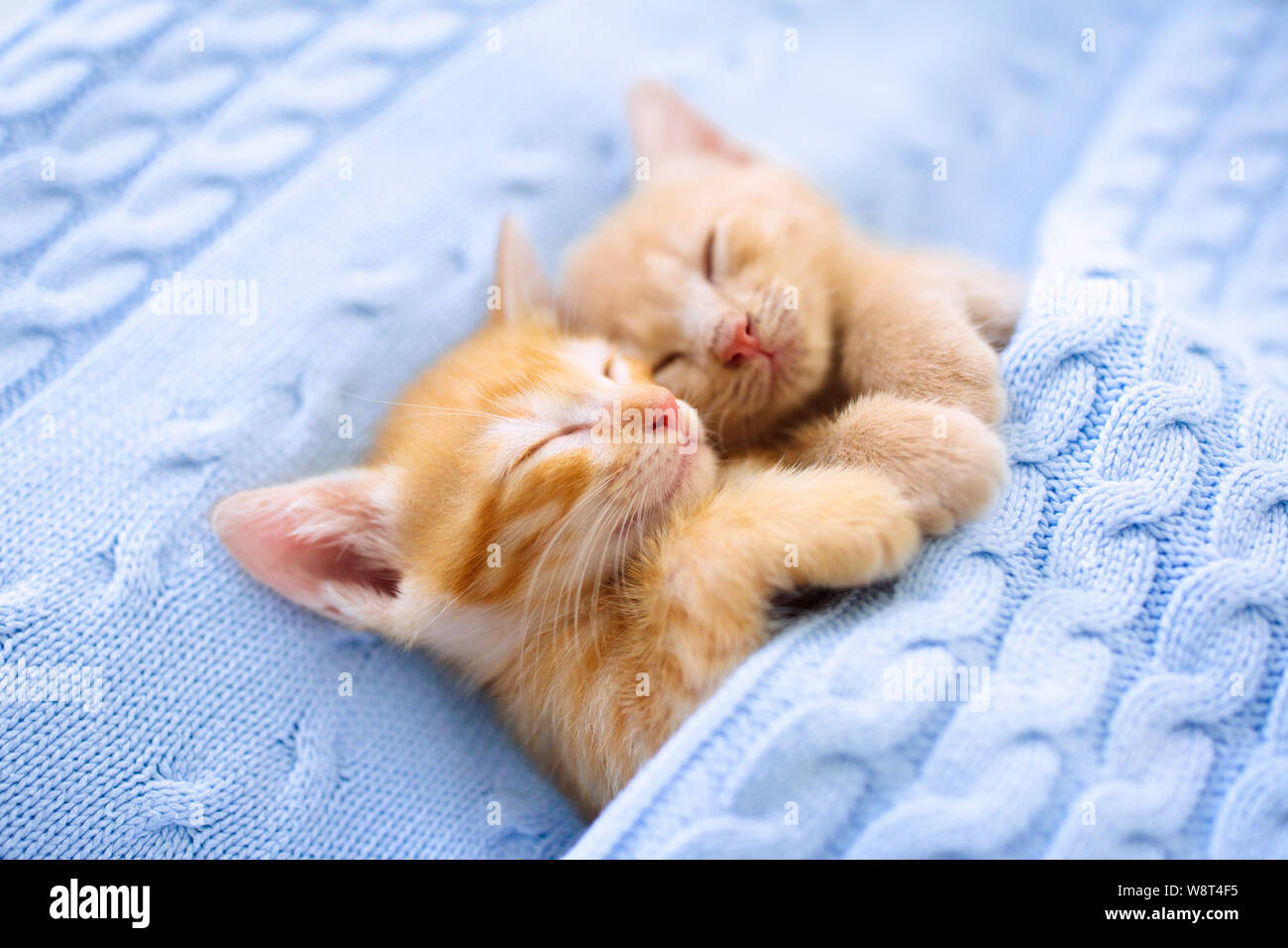 Baby cat sleeping. Ginger kitten on couch under knitted blanket. Two cats  cuddling and hugging. Domestic animal. Sleep and cozy nap time. Home pet.  Yo Stock Photo - Alamy