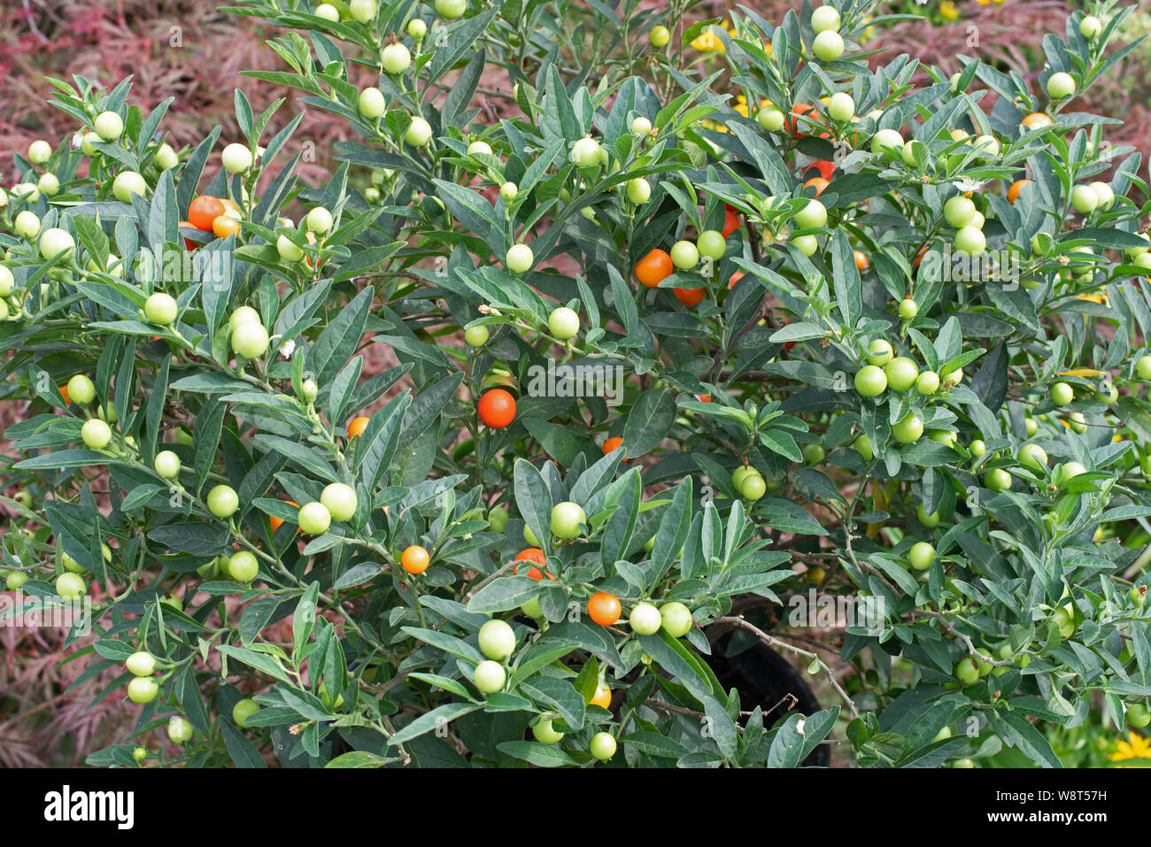 Winter Cherry High Resolution Stock Photography And Images Alamy