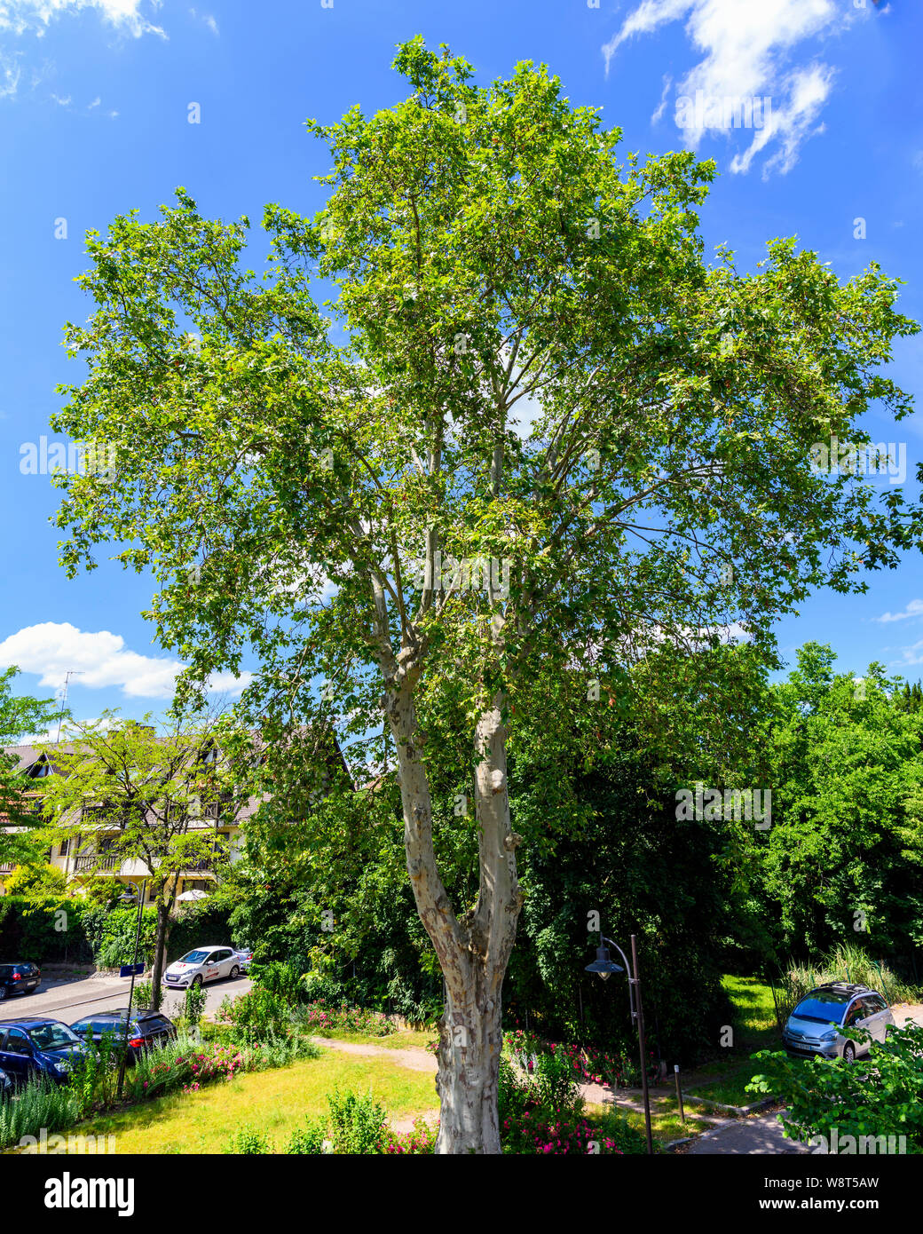 Plane tree with summer foliage, Alsace, France, Europe, Stock Photo
