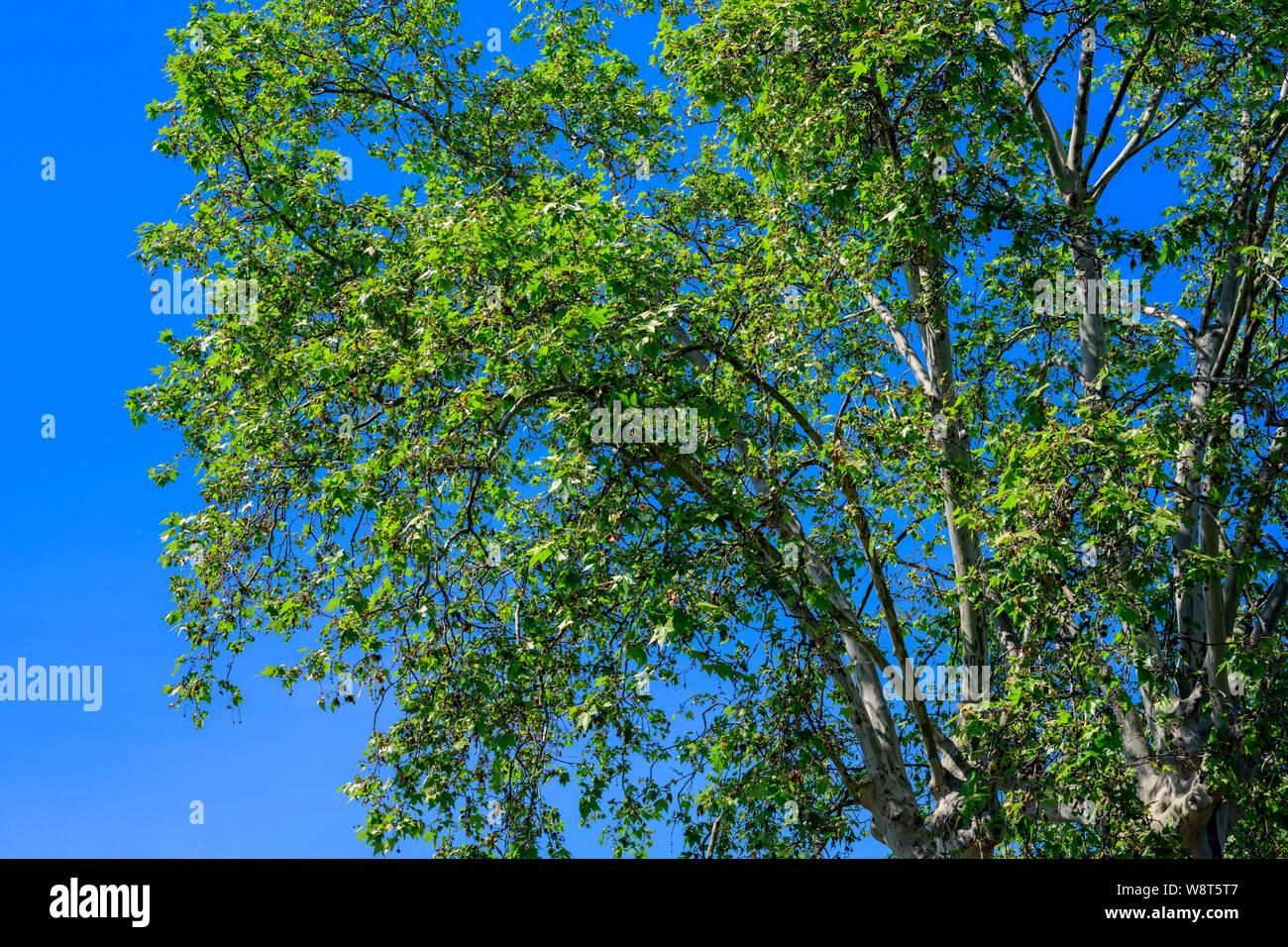 Detail of plane tree with summer foliage, Alsace, France, Europe, Stock Photo