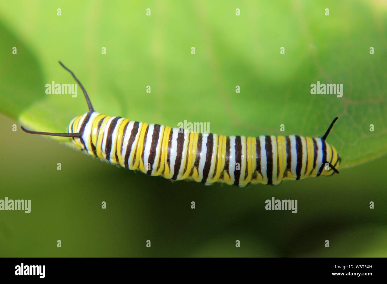 Green fuzzy caterpillar hi-res stock photography and images - Alamy