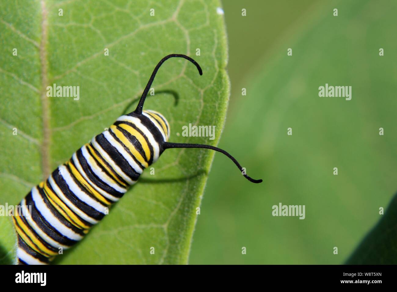 Close Up Of A Monarch Caterpillar Head With Antennae Stock Photo