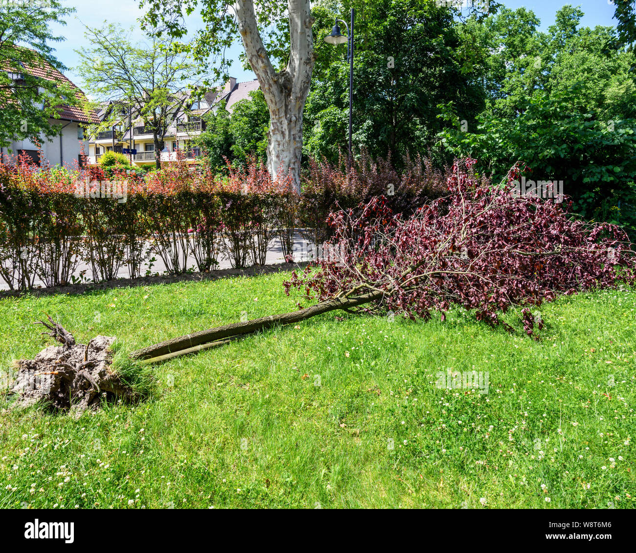 Uprooted Sargent's cherry tree after storm, June 2019, Alsace, France, Europe, Stock Photo