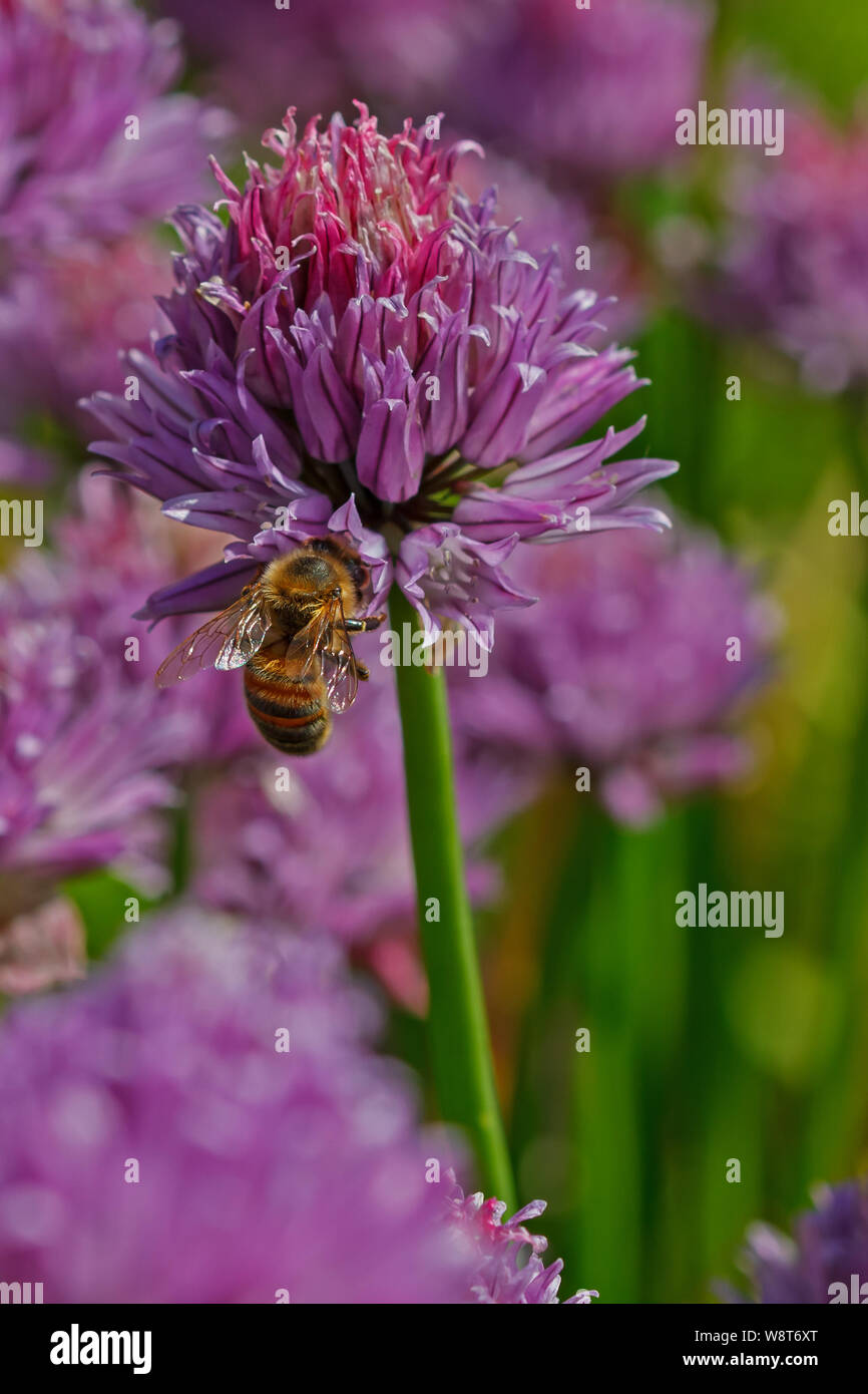 Taken Down On The Allotments Stock Photo Alamy taken-down-on-the-allotments-stock-photo-alamy