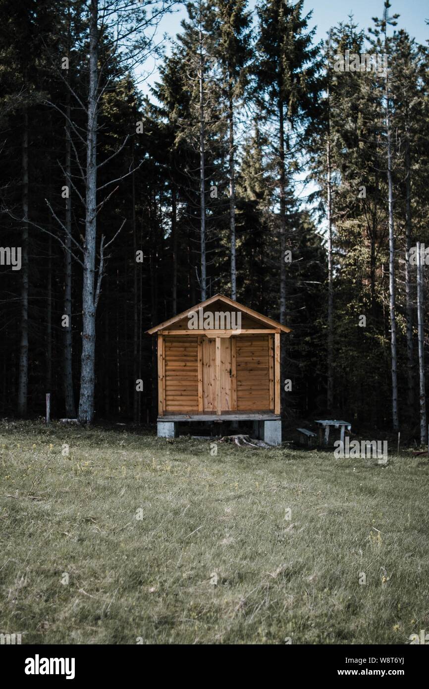 Vertical shot of a small wooden cabin surrounded by tall trees in a ...