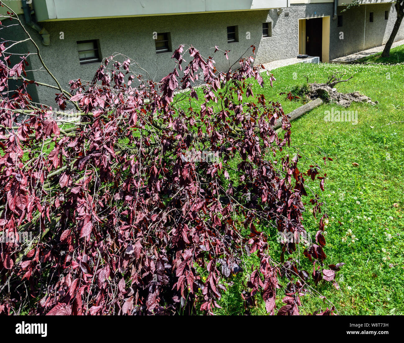 Uprooted Sargent's cherry tree after storm, June 2019, Alsace, France, Europe, Stock Photo