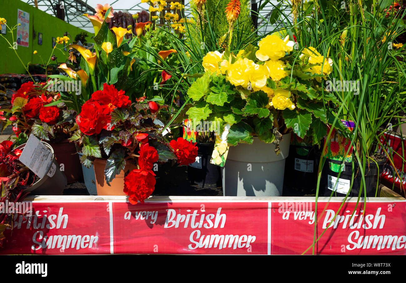 A display of summer plants for sale in a North Yorkshire Garden Centre promoted as - a very British Summer Stock Photo