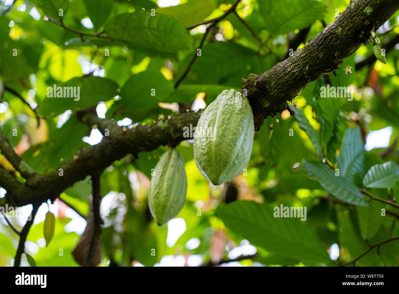 Yellow cocoa bean on the tree in island Bali, Indonesia, close up Stock Photo