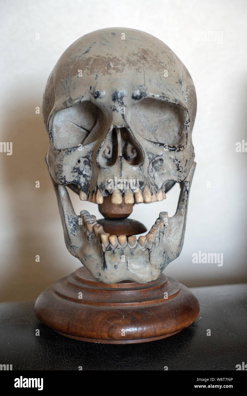 small human skeleton head mounted on a plinth Stock Photo