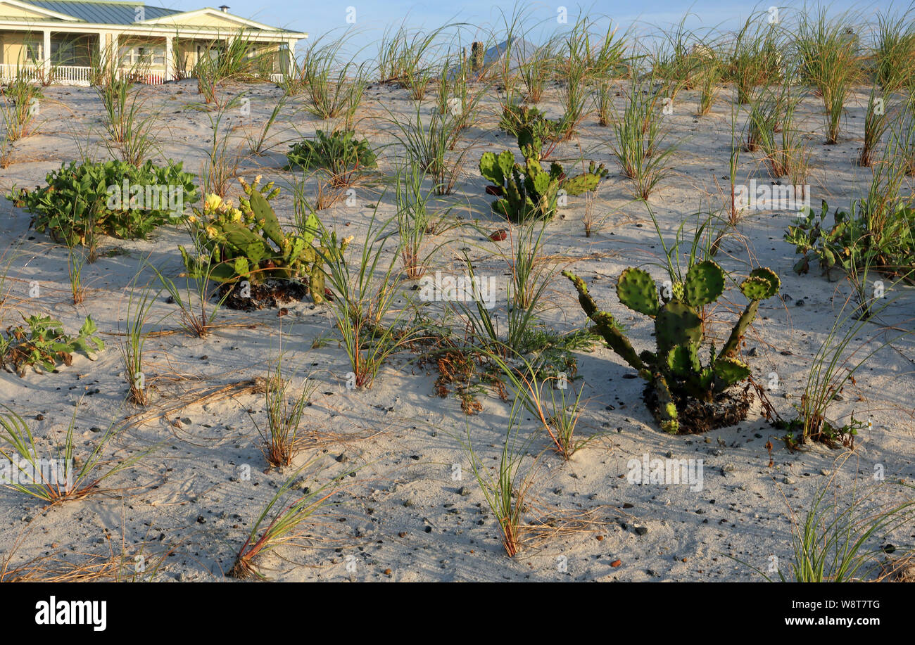 Grasses and cacti planted a sand dune for stabilization on Tybee Island Georgia Stock Photo