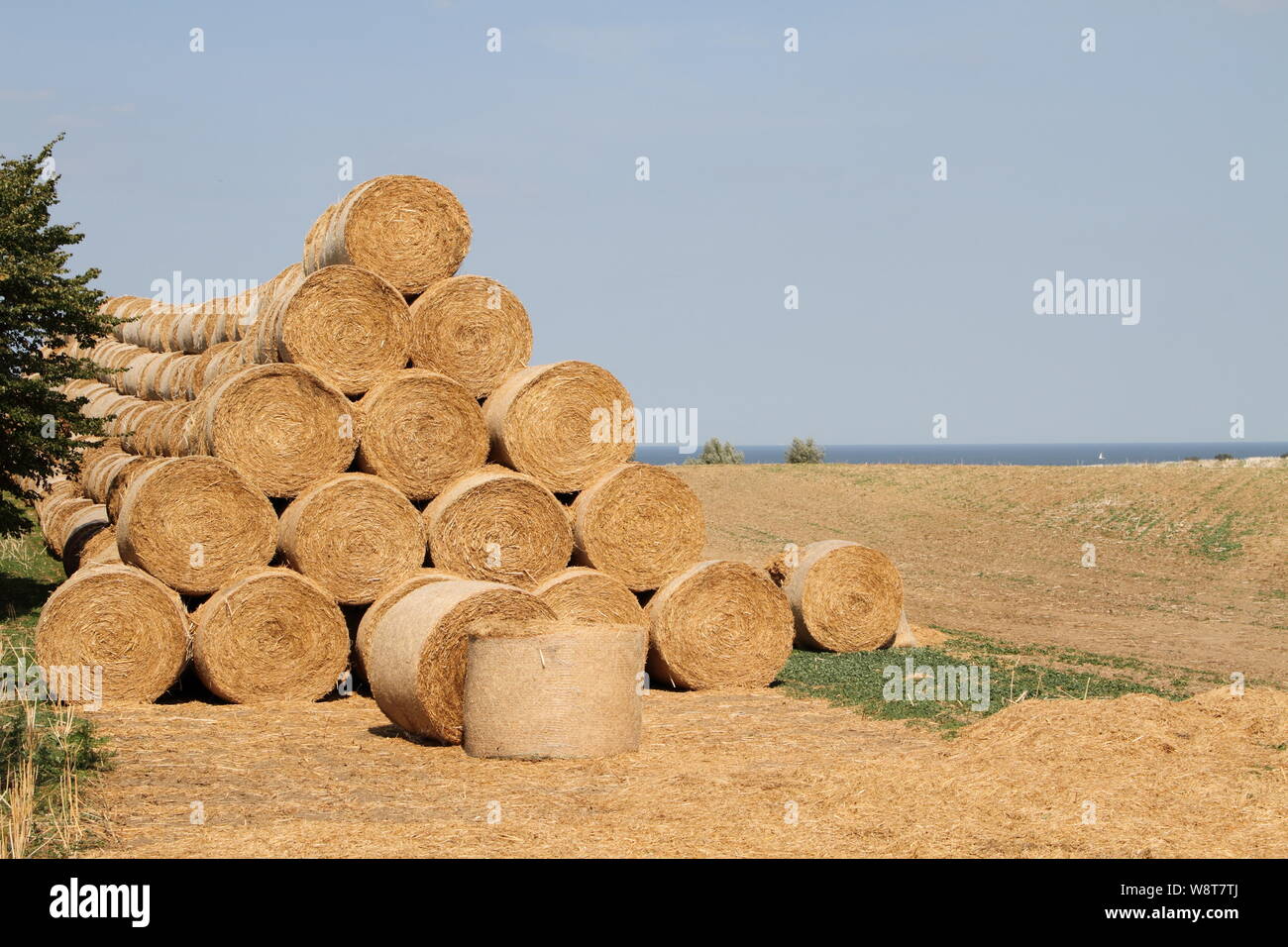 Mowed dry grass texture hi-res stock photography and images - Alamy